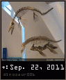dinosaur006