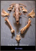 Bones