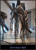 dinosaur005